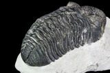 Bargain, Pedinopariops Trilobite - Mrakib, Morocco #110651-4